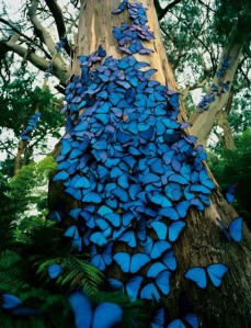 Blue+Butterflies+Tree